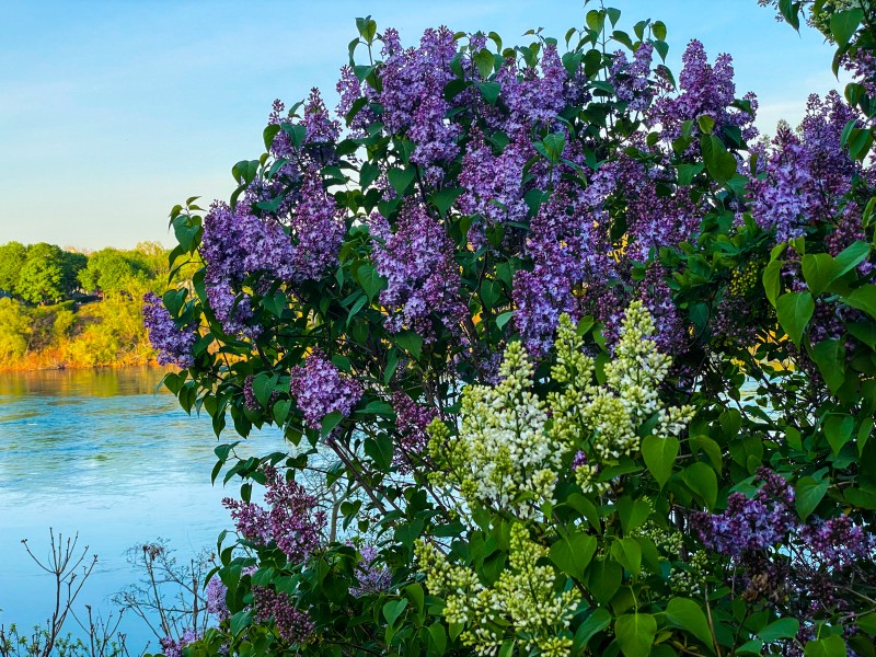 Here come the lilacs, along the Niagara River in Queenston, on May 12. (Gail Kendall)
