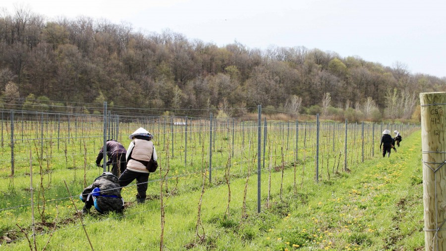 PRINT - Farm workers at Niagara College's vineyard prepare the vines for the 2022 vintage, on May 3. (Linda Hardaker)