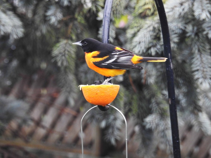 Steve Hardaker did some backyard birding in Glendale on Wednesday, May 4. Baltimore orioles return to Niagara-on-the-Lake and the many orchards throughout the town every May.