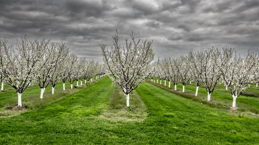Storm clouds over an orchard on Concession 2 in NOTL, on May 4. (Ron Planche)