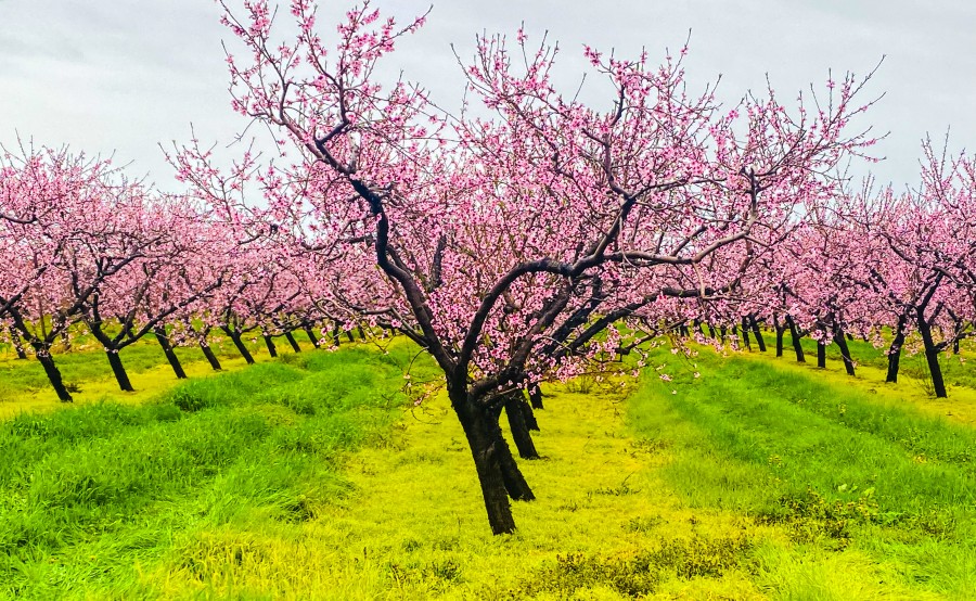 Trees in an orchard along Concession 1 are in full, colourful bloom on May 4. (Gail Kendall) 