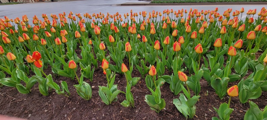 Finally, the tulips that mark spring on Queen Street, on Thursday, May 5. (Tony Chisholm)