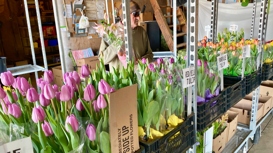 Just in time for Mother's Day, fresh flowers as Kauzlaric Farms on Concession 4 in NOTL, on May 5. (Don Reynolds)