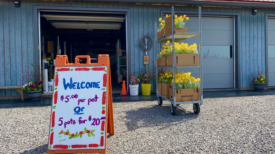 Spring blooms for sale at Kauzlaric Farms on Concession 4 in NOTL, on May 5. (Don Reynolds) 1