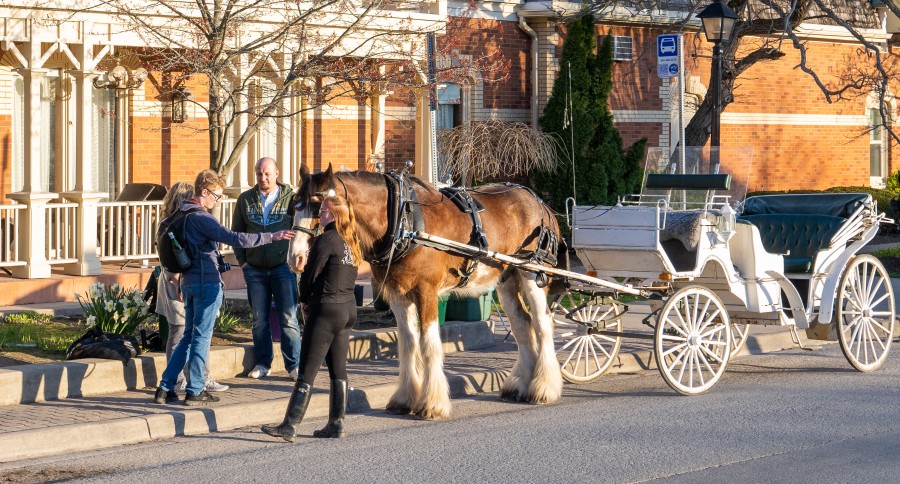 A horse and buggy stand outside the Prince of Wales, on May 8. (Dave Van de Laar)