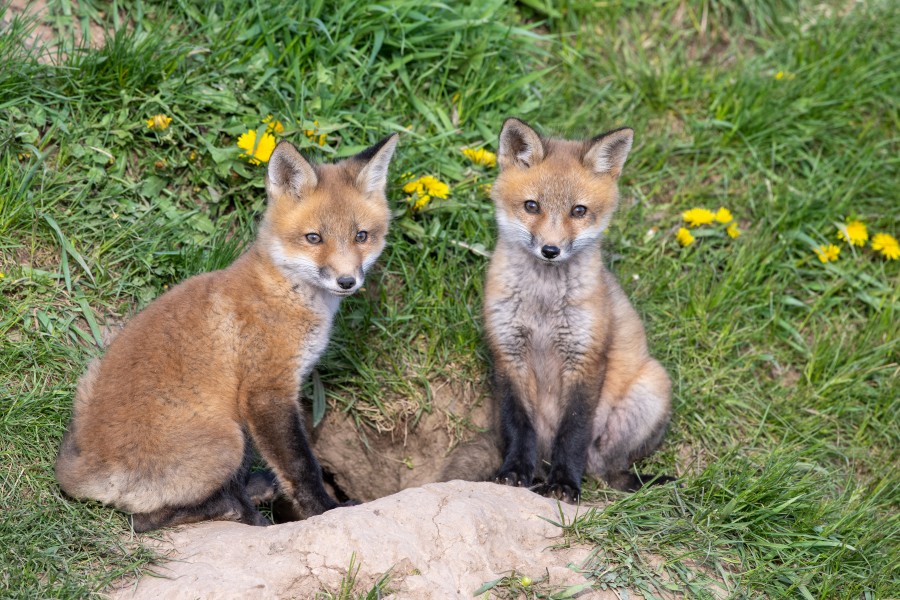 Ready for their close-up, wild fox kits photographed on May 9. (Dave Van de Laar)