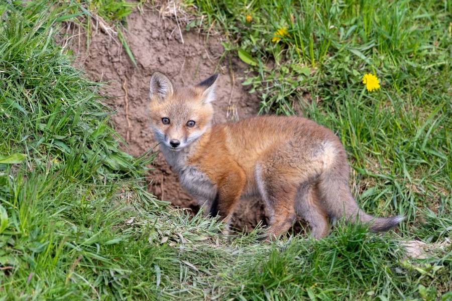 A lone wild fox kit photographed on May 9. (Dave Van de Laar)