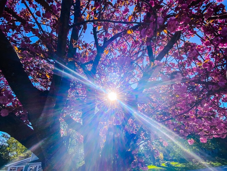 The sun's light is refracted through the leaves and branches, on May 9. (Gail Kendall)
