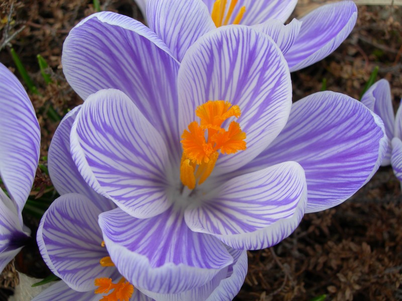 Striped Crocus. (Joanne Young)