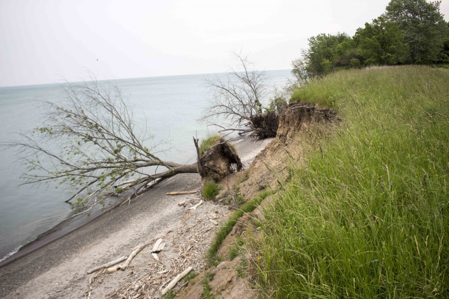 Bank swallows, Niagara Shores, coastal erosion.