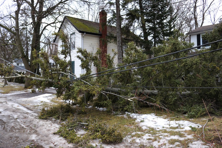 Powerful winds caused a tree and wires down on Johnson Street in NOTL Sunday afternoon. (Dariya Baiguzhiyeva/Niagara Now)