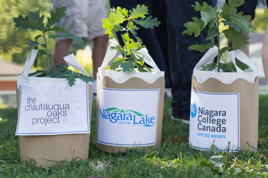 Three oak seedlings, grown at Niagara College, were gifted to the Town of NOTL. (Dariya Baiguzhiyeva/Niagara Now)