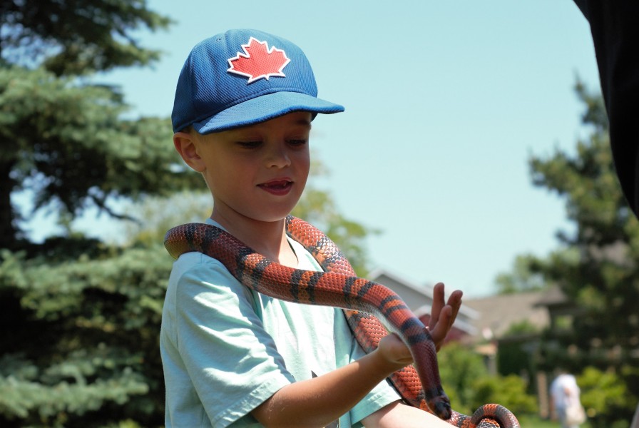 Jake Prusko, 6, holds a snake during the summer kickoff event last Saturday. (Brittany Carter/Niagara Now)