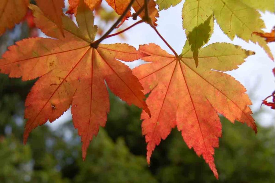 All About Canada's Maple Trees