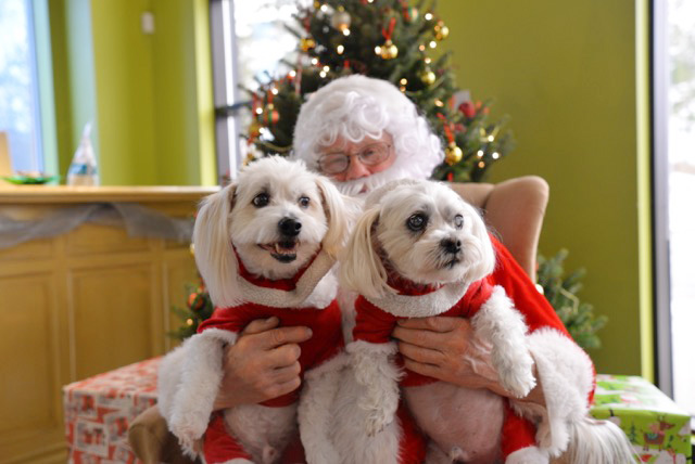 Maltese Tom and Coton de Tulear Sawyer sit with Santa for pictures at St. Davids Vet Clinic Saturday morning. (Supplied)