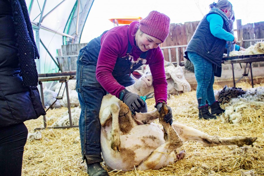 Linc Farm co-owner Juliet Orazietti clips the hooves of a sheep. (Evan Saunders)