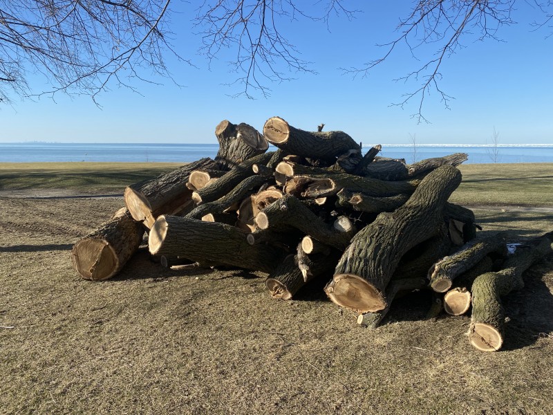 All that's left of the giant aging elm that had to be cut down on the golf course – severed limbs stacked awaiting removal. (Kevin MacLean) 