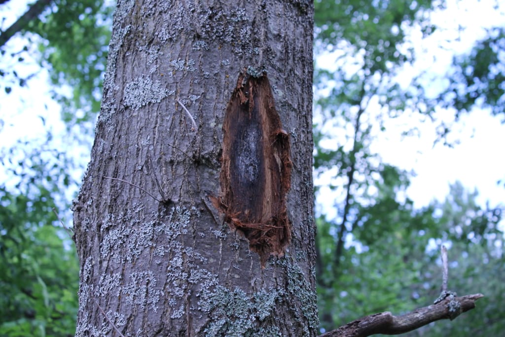 Oak wilt poses a huge threat to NOTL's oak trees