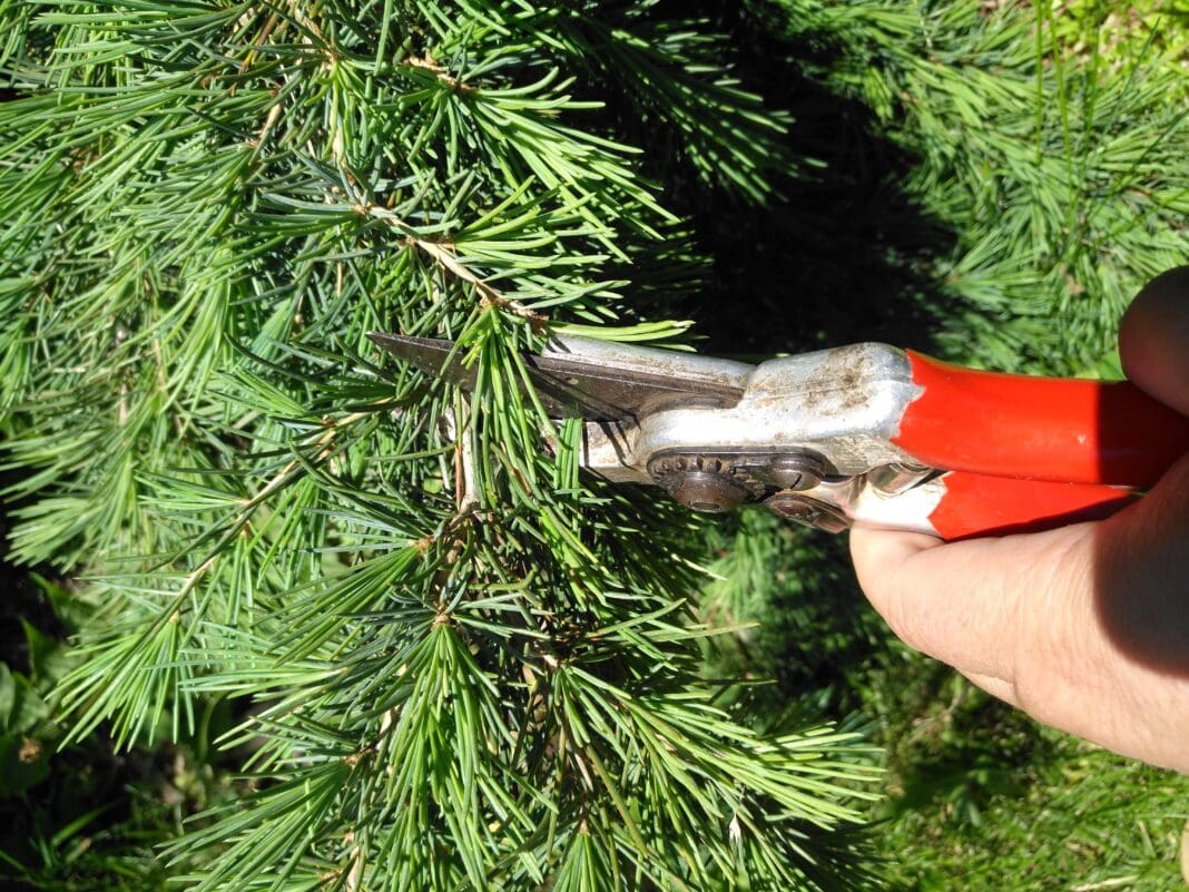 Growing Together Pruning evergreens, the smart way