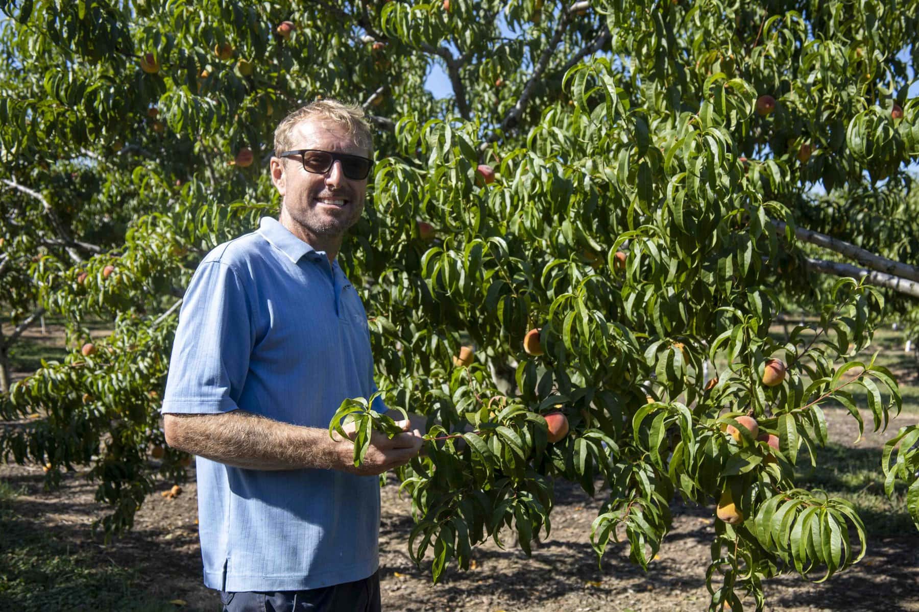 Peach season is in full swing at Epp Family Fruit Farms, where Scott Epp says the hot summer has made the fruit sweeter.