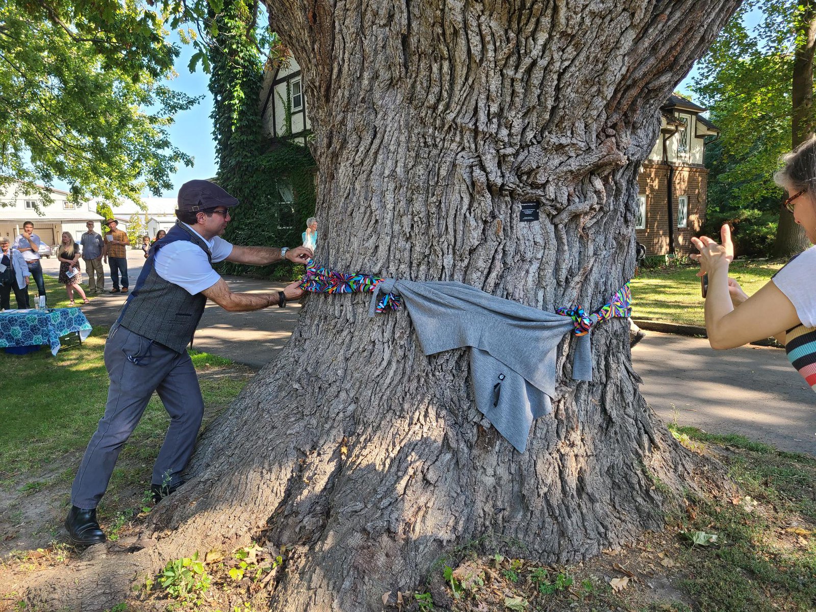 CBC gardening expert and Tree Trust judge Paul Zammit uses his own sweater to help tie a colourful ribbon around the massive trunk of the award-winning oak after realizing it was larger than expected. 