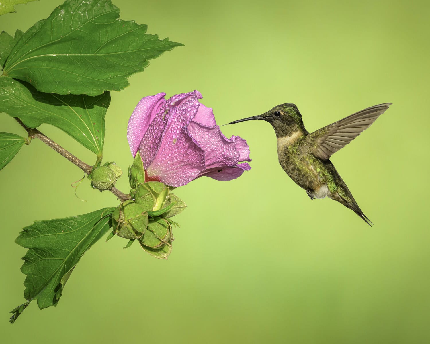 For the month of July, Van de Laar selected this photograph of a hovering hummingbird, drinking nectar from a dewy, pink hibiscus flower.