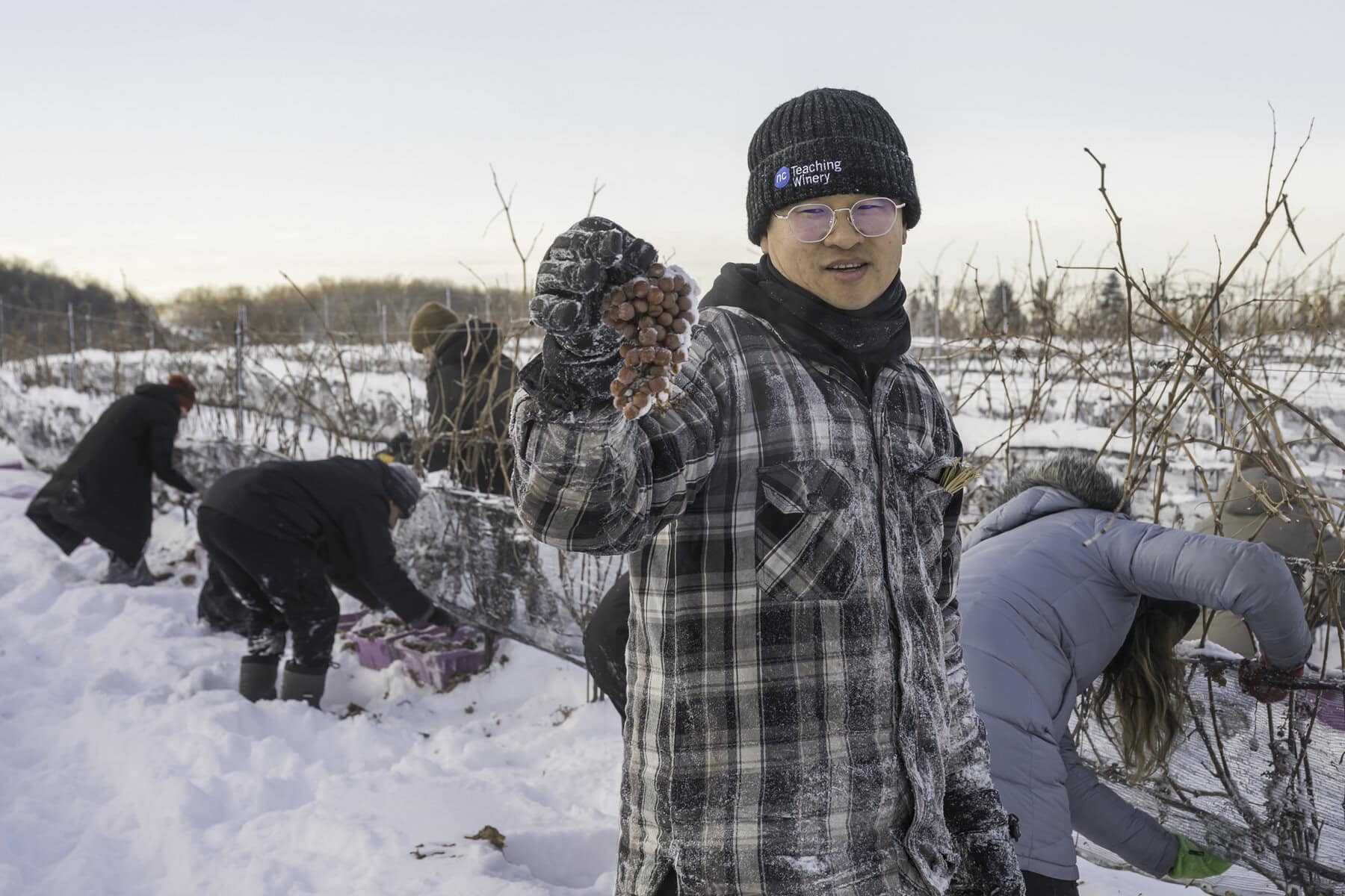Edward Qu with a bunch of frozen Vidal grapes. Temperatures need to reach -8 C or below before these grapes are ready to harvest, according to VQA Ontario standards.