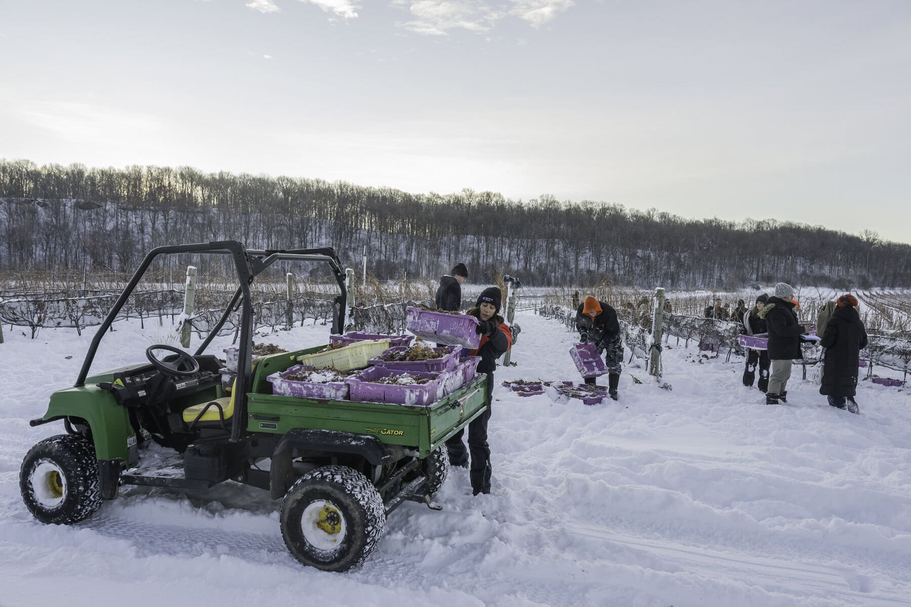 After harvesting, the picked grapes are loaded into truckers, to be transported to the teaching winery's grape presses.