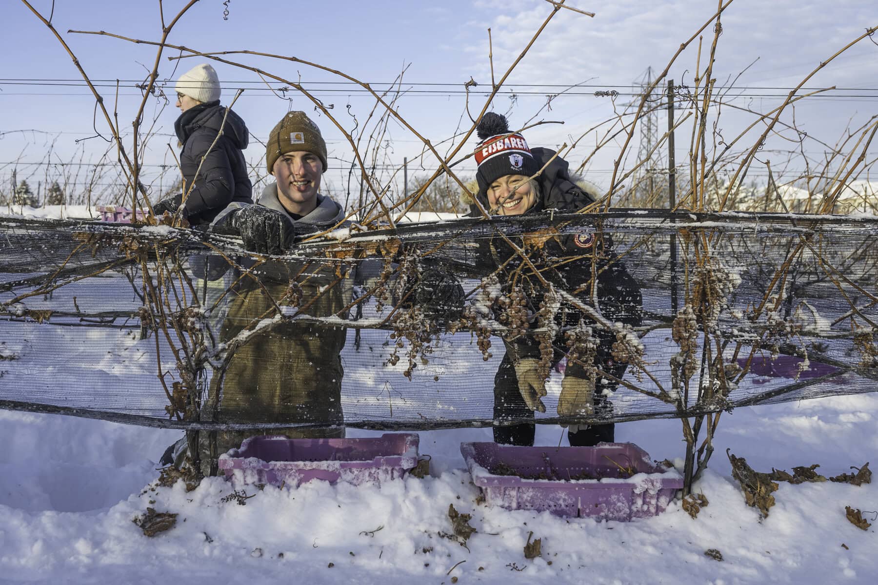 While a lot of icewine grape harvesting is done by machines these days, says wine professor Gavin Robertson, the Niagara College students, including Travis Enns and Saskia Steffen, got some experience picking these grapes by hand.