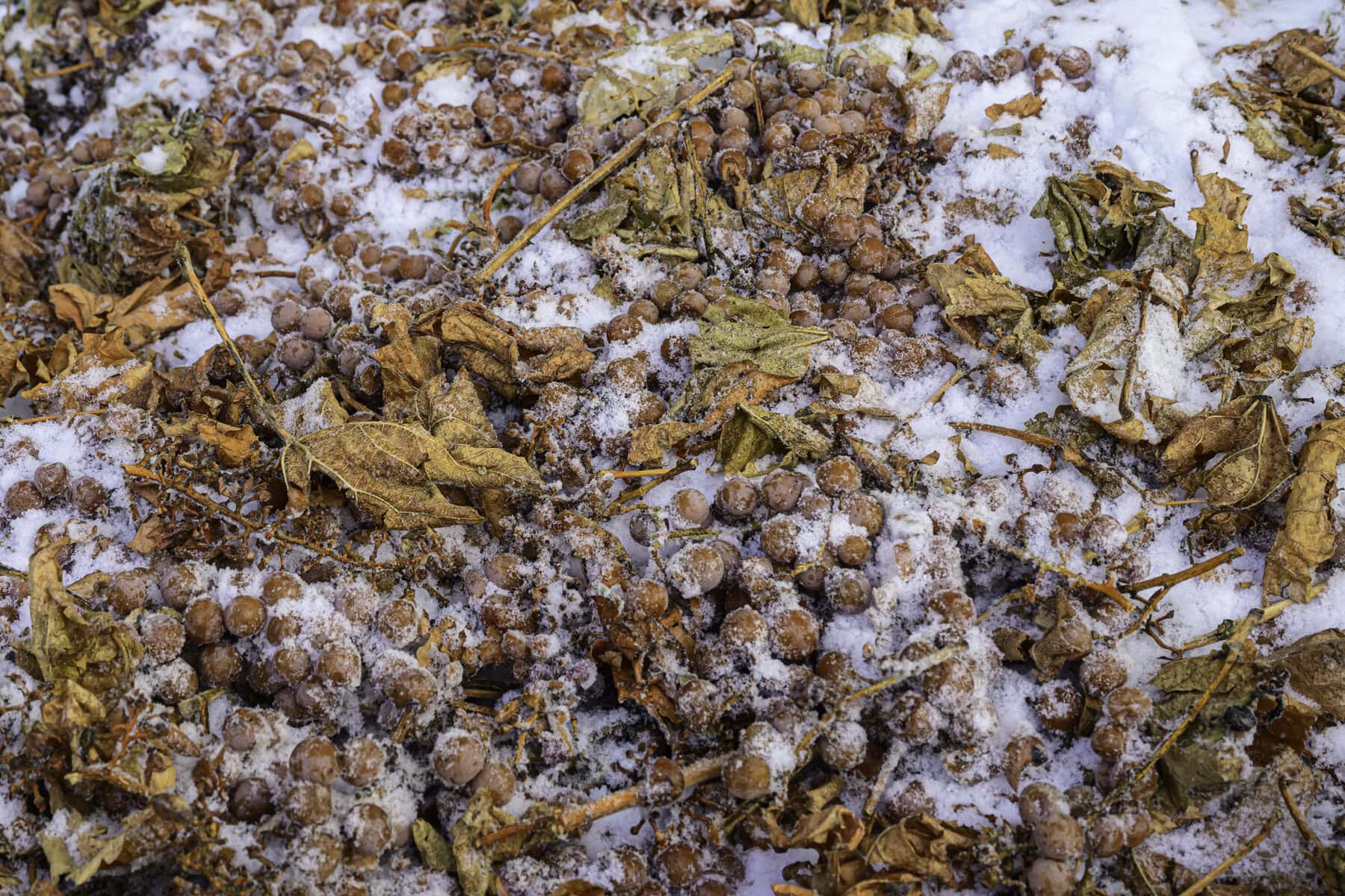 The fruits of the Niagara College teaching winery's labour.