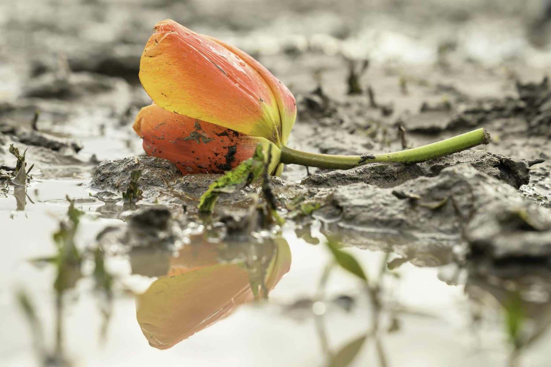 Terrible weather wreaks havoc on the opening weekend of the viewing the millions of blooms at the TASC Tulip Pick Farm in rural NOTL.