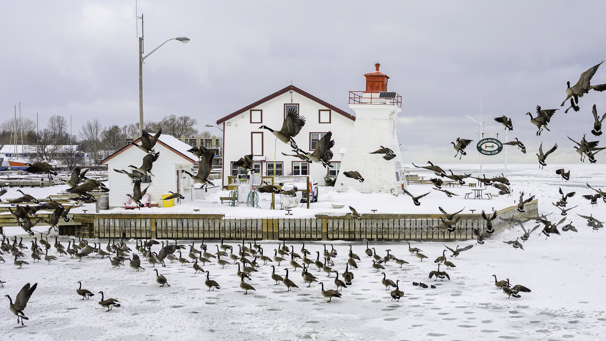 Over at the Niagara-on-the-Lake Yacht Club, this flock of loons seem to be it in for the long haul with the rest of us this winter.