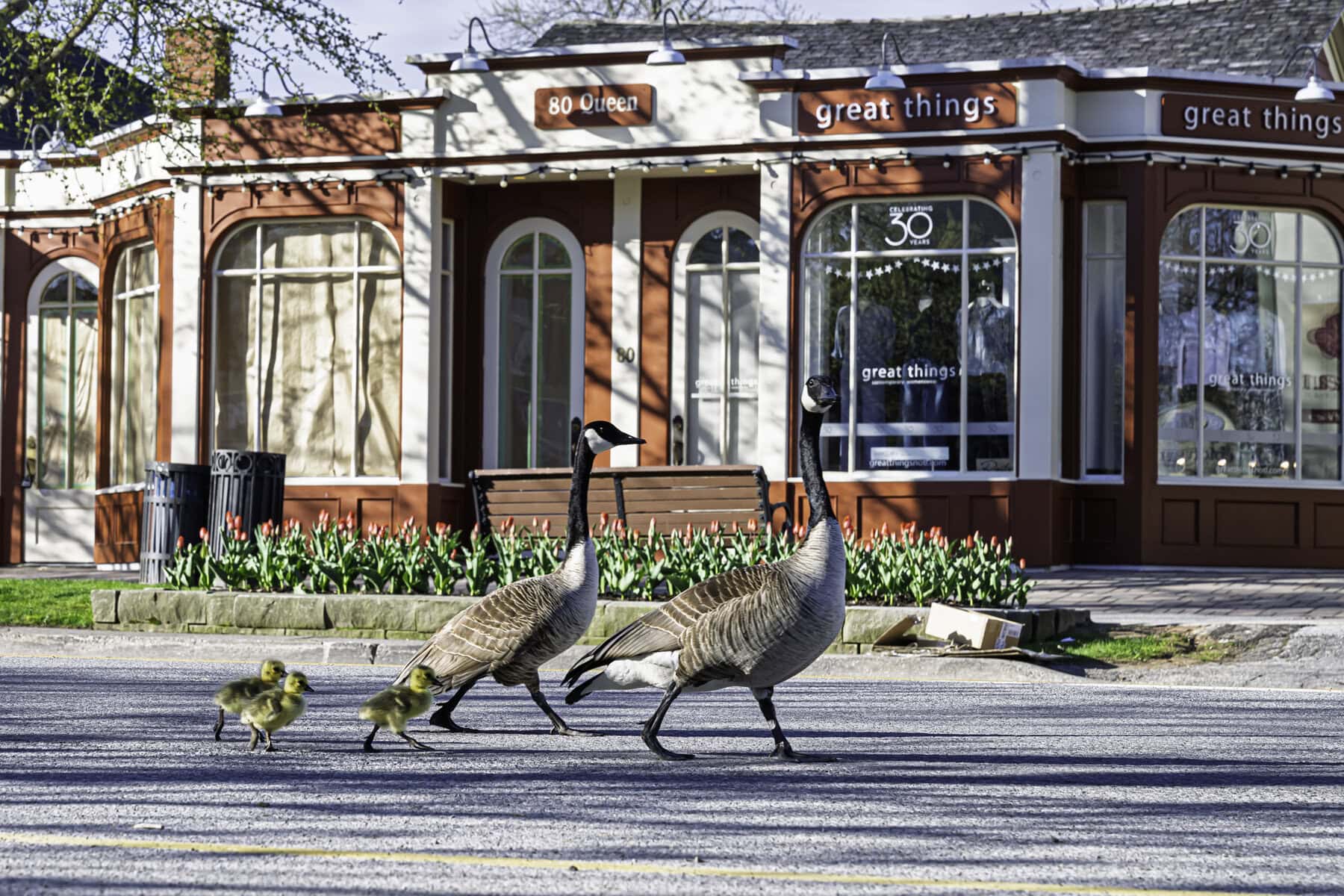 The Canada goose might have a reputation for its unbridled aggression, but aren’t the little ones just so cute? This family of geese and goslings
were seen making their way through Niagara-on-the-Lake’s downtown core on May 2. 