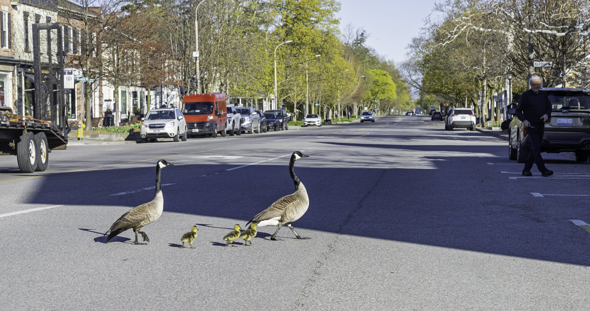 While it's unclear if they looked both ways before crossing, this family was unharmed trekking across Queen Street.