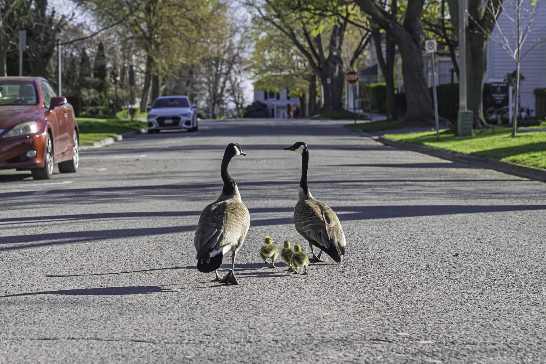 After finding their way through the downtown core, the geese family passes through several neighbourhoods in Old Town, heading toward the water.