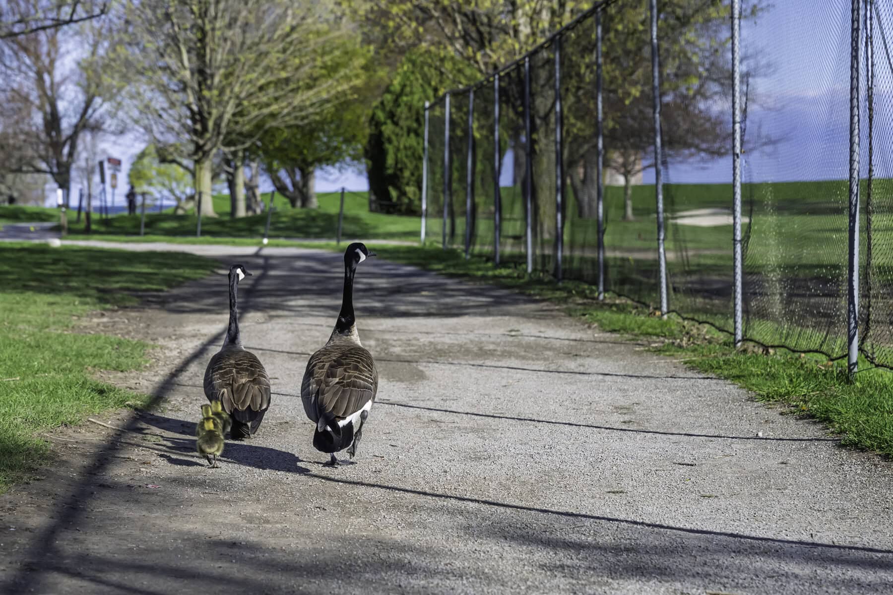 At last, the geese pass by the Niagara-on-the-Lake Golf Club and find their way to the waters of the Niagara River and Lake Ontario.
