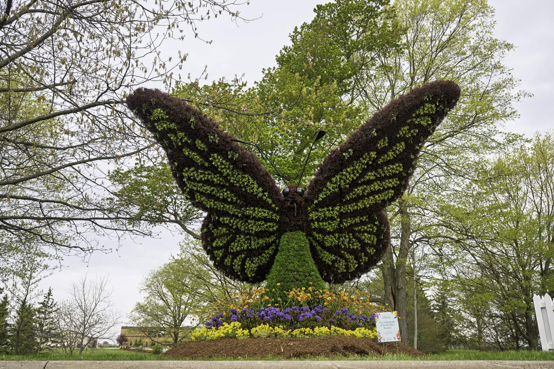 This large monarch butterfly, 12.5 by 12.5 feet large, spreads its wings over the lawn of the McFarland House. This display was created by Niagara Parks.