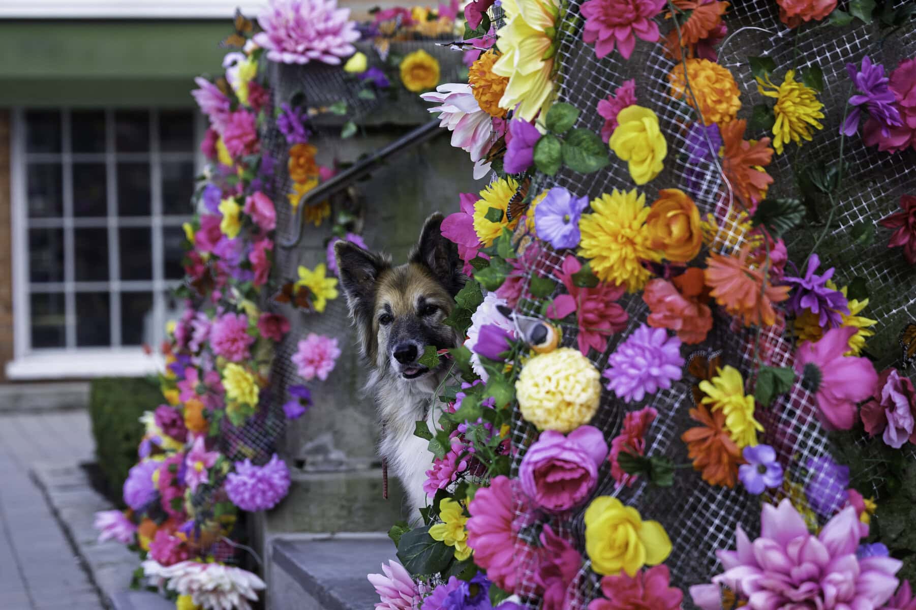 Flora and fauna together, just as they should be: this pup peeks out from behind the menagerie of flowers draped in front of the old Courthouse.