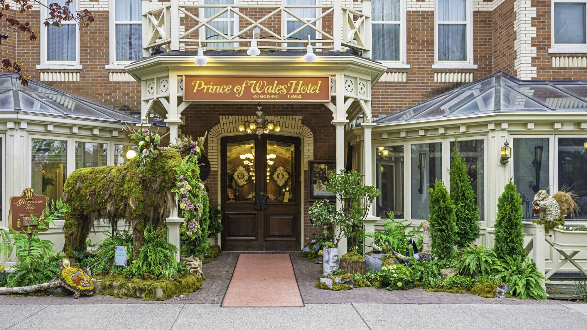 In a typical Canadian tableau, this moose stands tall outside the front doors of the Prince of Wales Hotel on Queen Street, part of the hotel's woodland theme for the flower festival. This display was put together by Clipping's Floral Design.