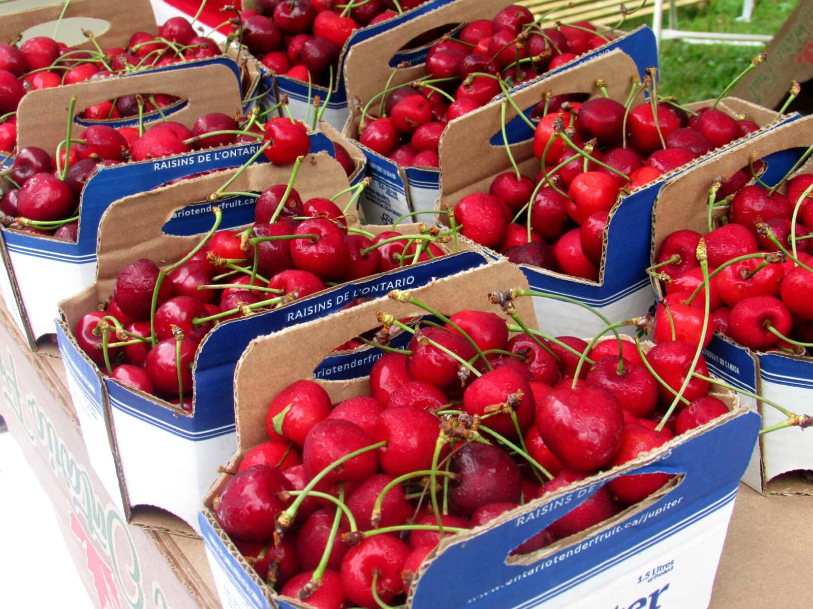 The star of the show on Saturday: fresh cherries, grown and picked from Quiet Acres on Lakeshore Road.