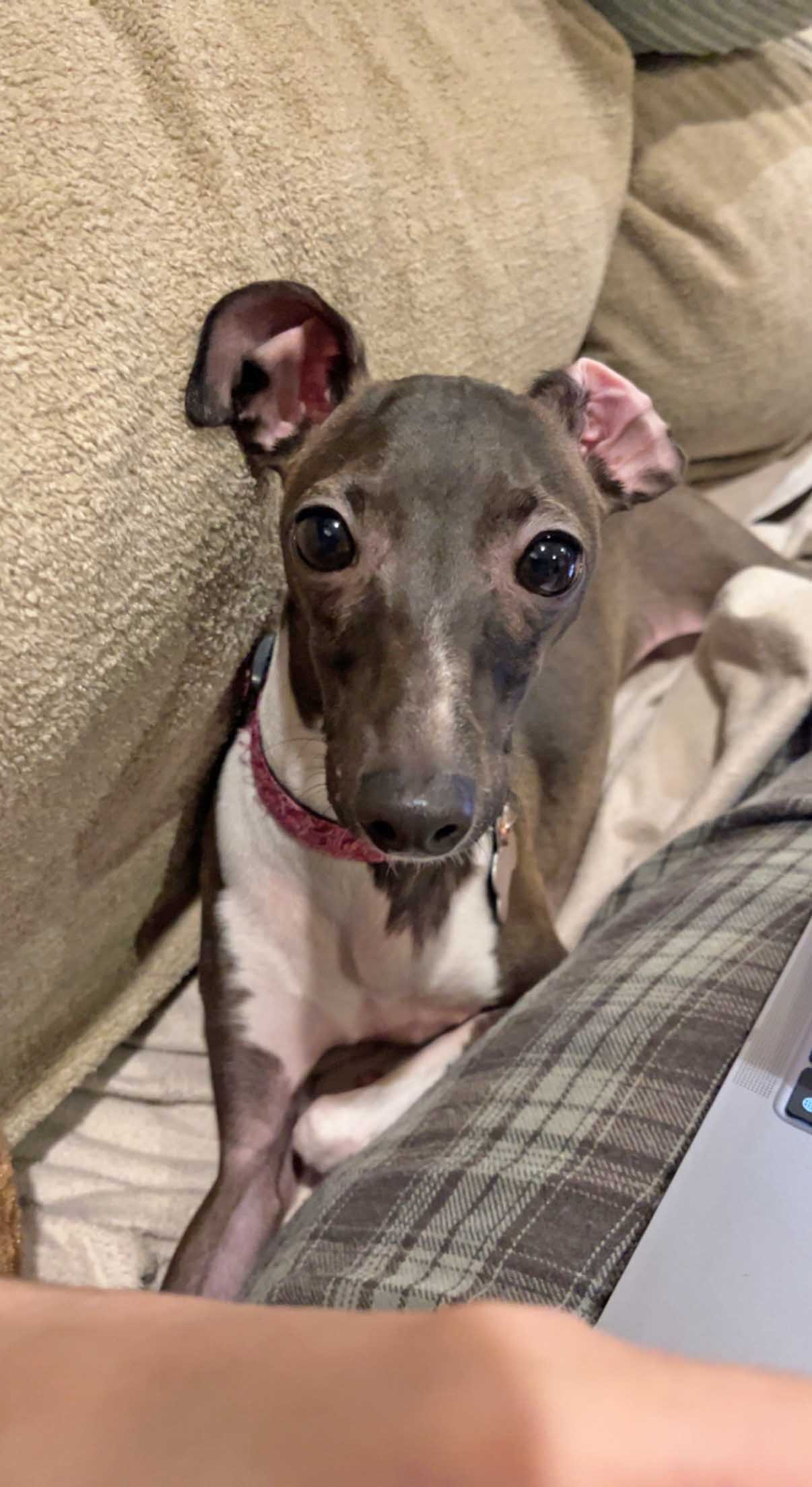 This is Luna: she's an Italian Greyhound. Her owner, Louisa Ibbotson, describes her as a dog who to sit on laps and get under blankets, but still acts like a playful pup. This is why her months-long survival in nature came as a surprise, she says.