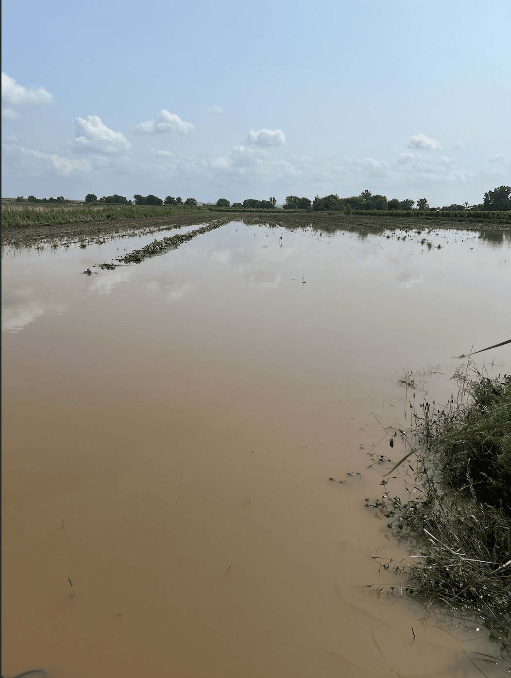 Rows disappear beneath muddy water on Michael Watson’s flooded farm.