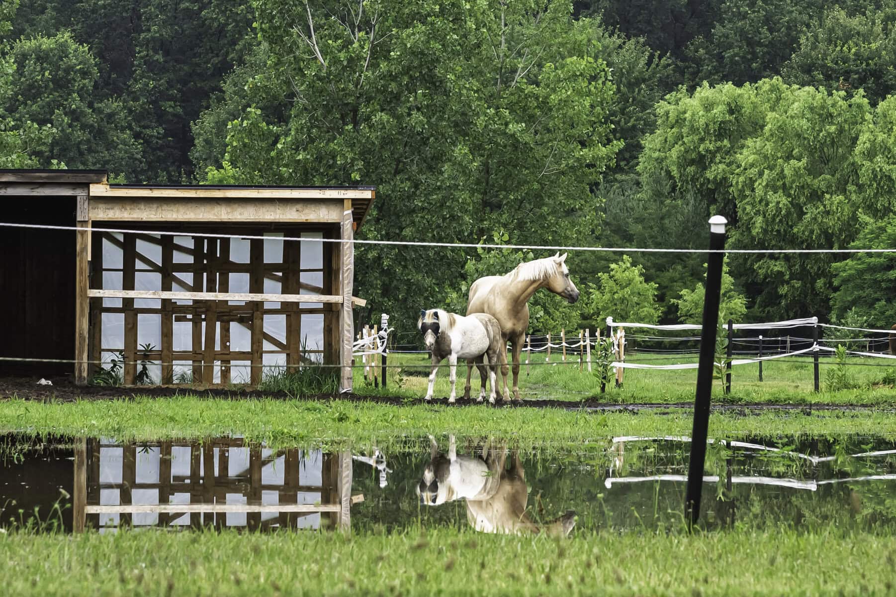 Flood puddles around Red Ribbon Stables on Concession 6 Road — probably not the best weather for a ride.