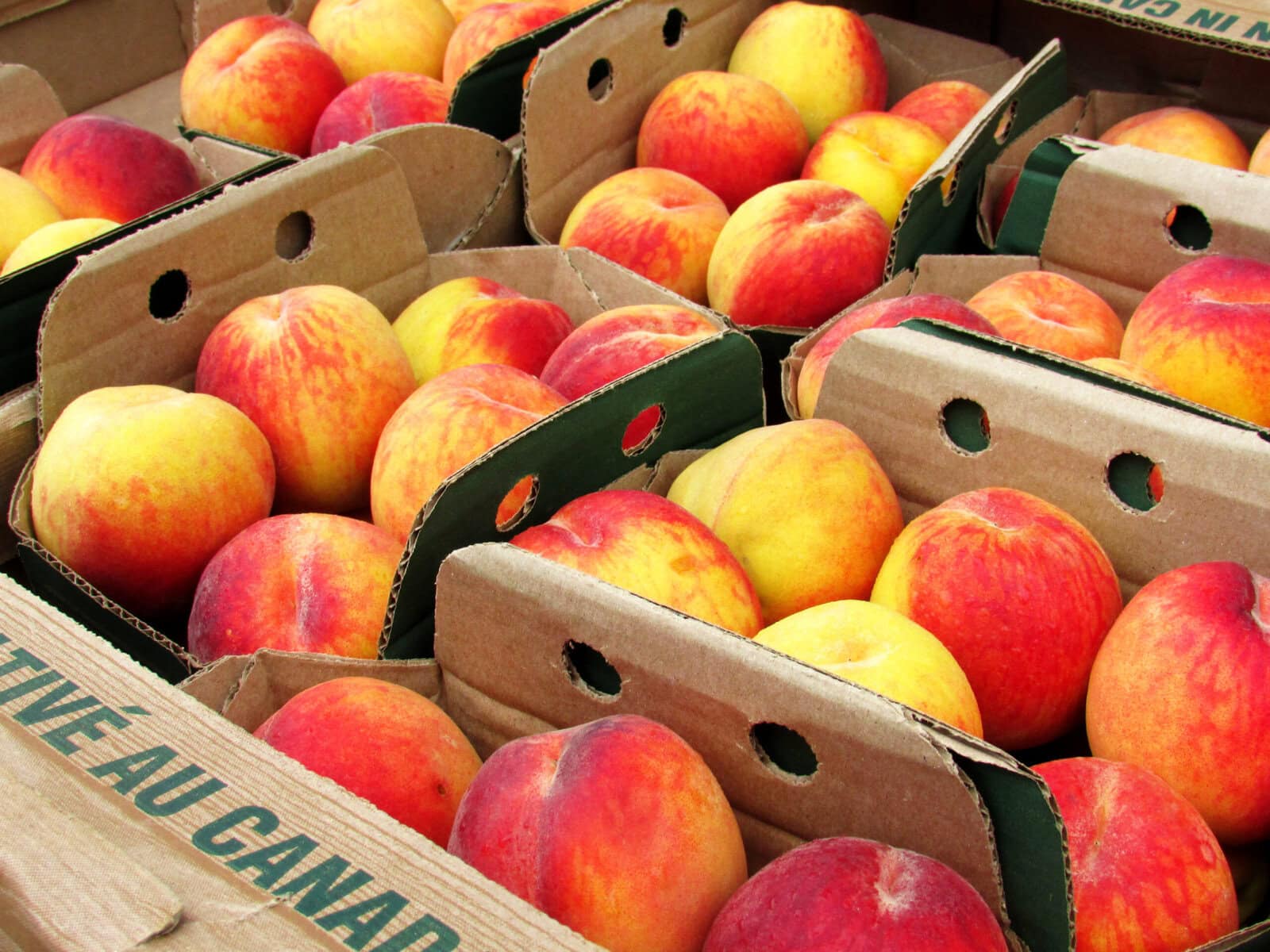 The star of this past weekend's love affair: fresh Ontario peaches, for sale by the box on Friday and Saturday on Queen Street.