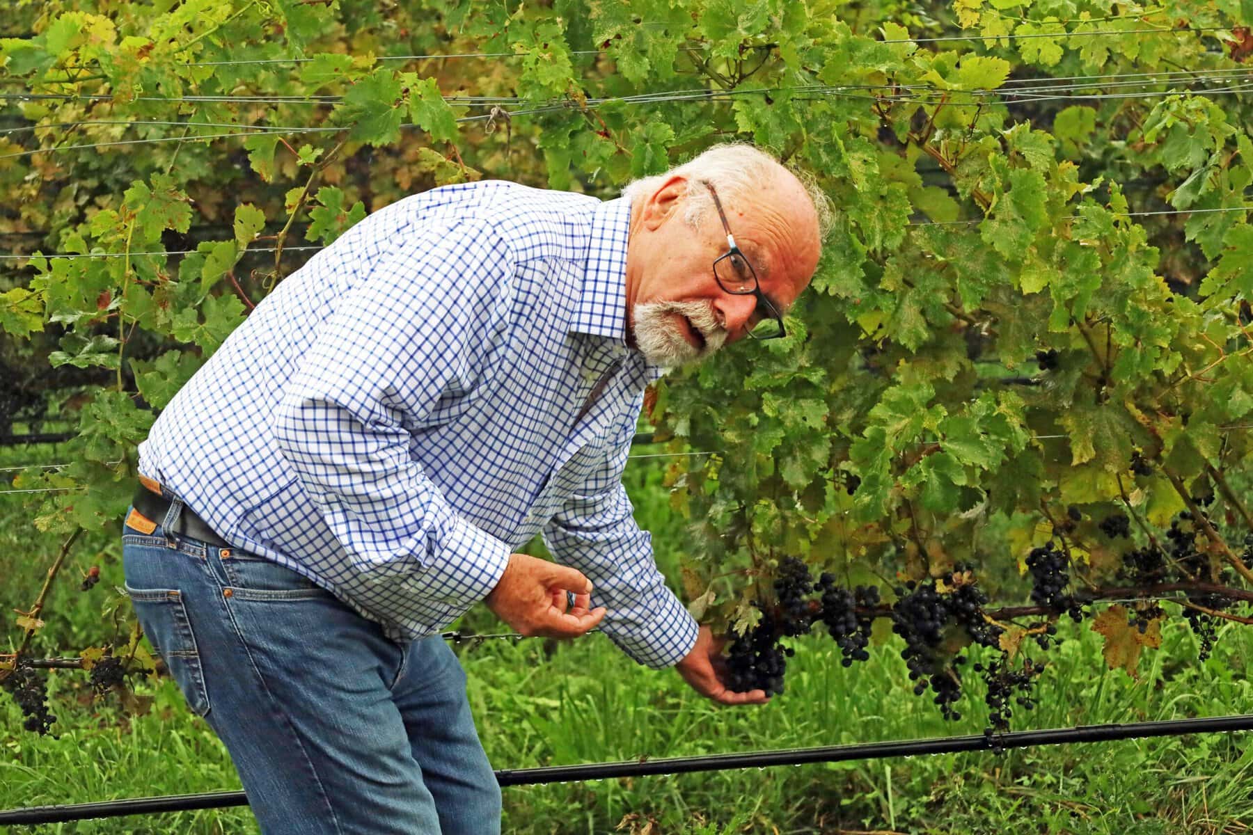 Bill Redelmeier, co-founder of Southbrook Organic Vineyards, wants the town to take a long-term approach to infrastructure as increasingly severe rainstorms threaten homes and farmland.