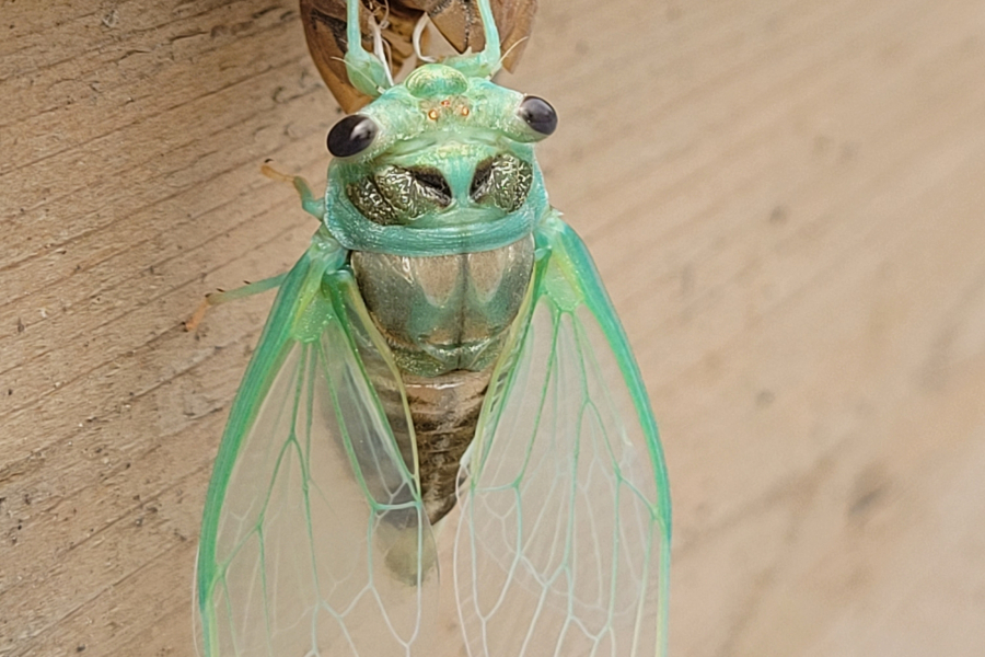 A cicada emerges from its exoskeleton. Within a few hours, its body darkens to deep forest green (KYRA SIMONE photo).