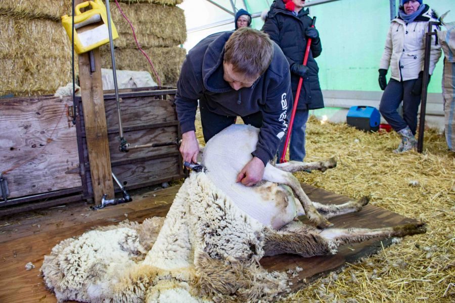 A_sheep_being_dragged_to_be_shorn._Evan_Saunders_4