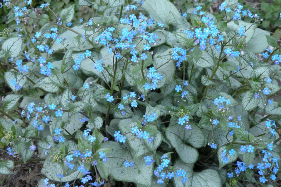 Brunnera is a good shade plant