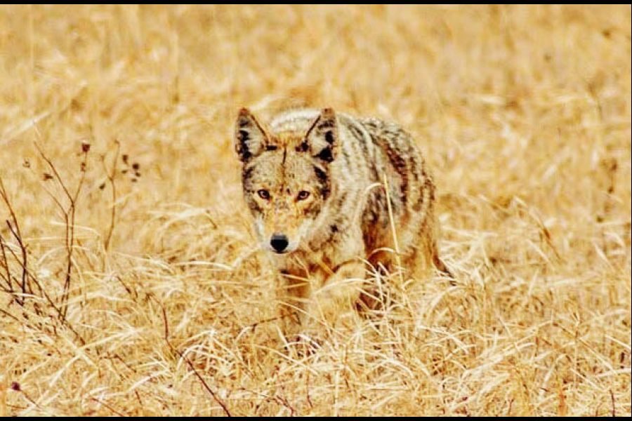 Coyote_Submitted_._PiroskaBacso_2