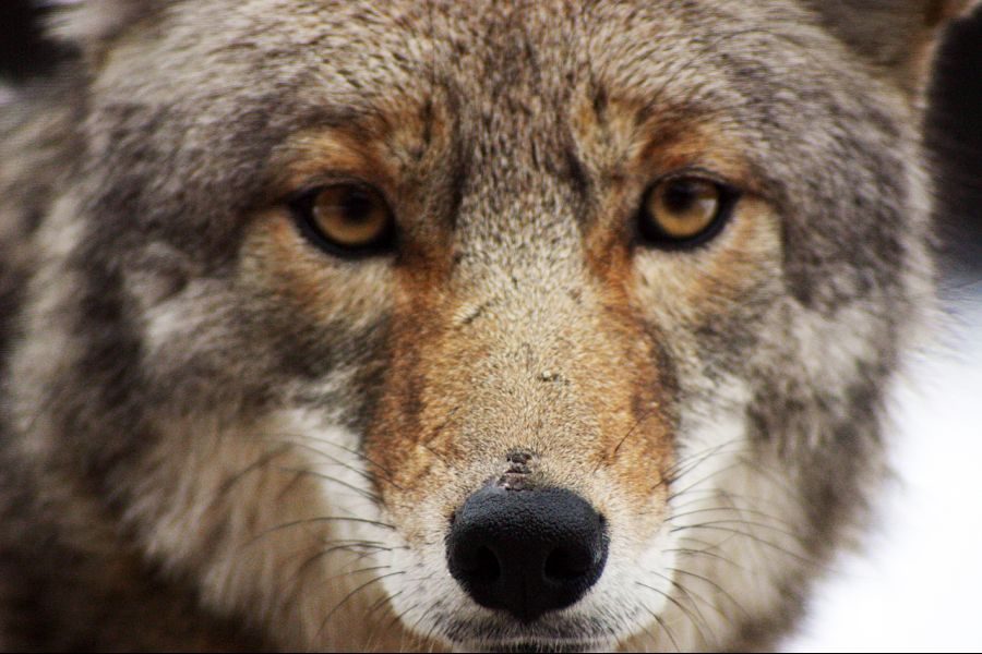 Coyote_closeup